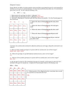 Dihybrid Crosses Worksheet KEY PDF Genetics Biology Worksheets