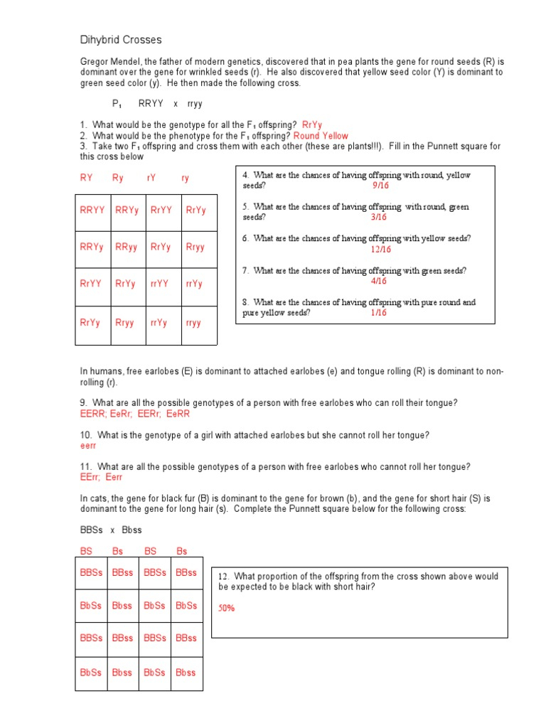Dihybrid Crosses Worksheet KEY PDF Genetics Biology Worksheets 