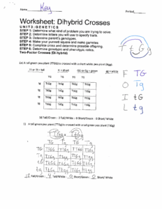 Dihybrid Practice Ws Answer Key Name Key Period Worksheet Dihybrid
