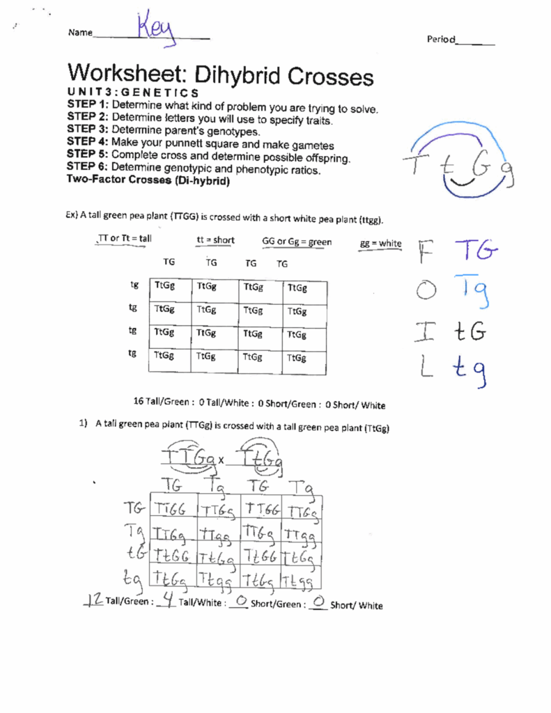 Dihybrid Practice Ws Answer Key Name Key Period Worksheet Dihybrid 