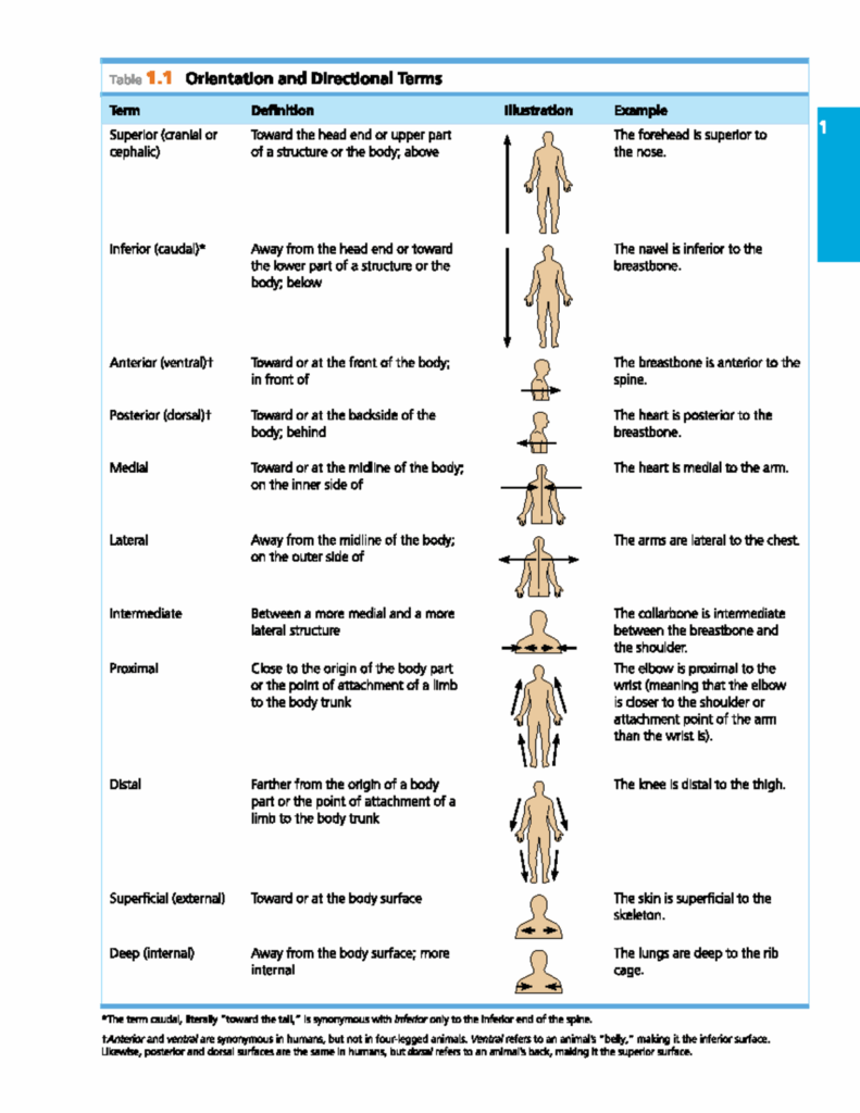 Directional Terms