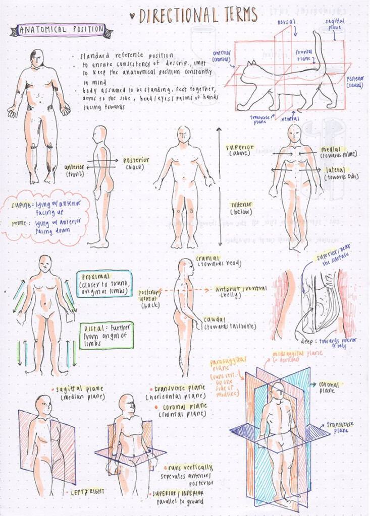 Directional Terms Worksheet Anatomy Anatomy Worksheets