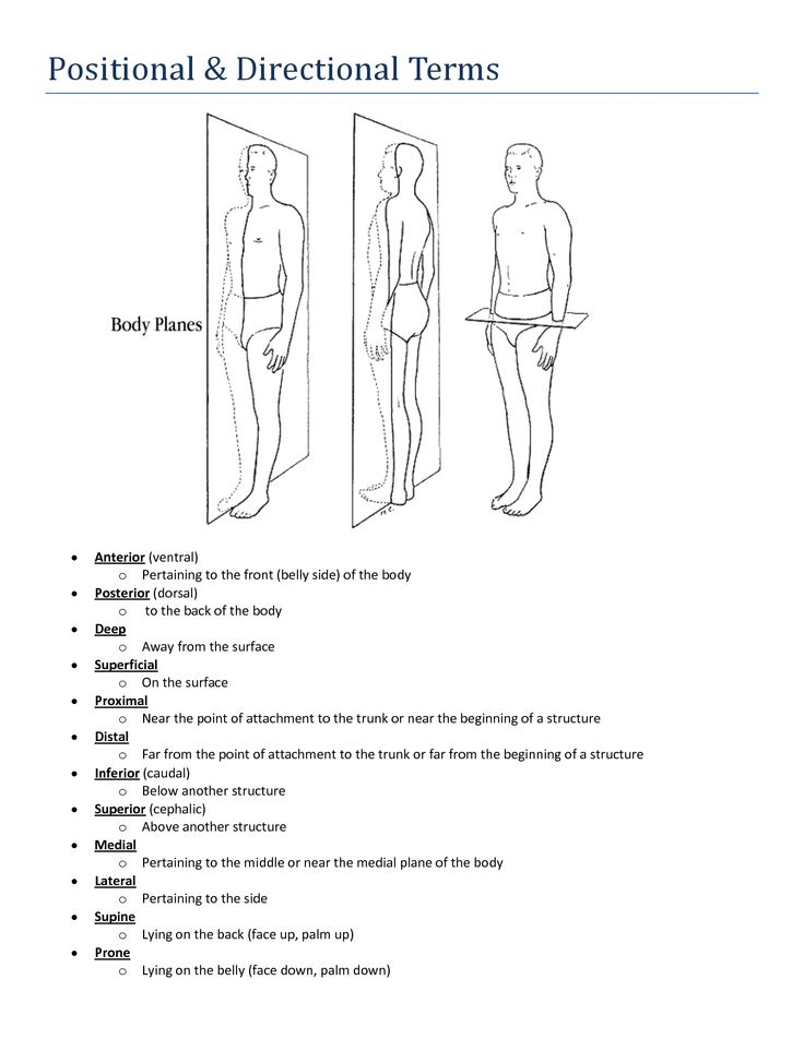 Directional Terms Worksheet Anatomy And Physiology