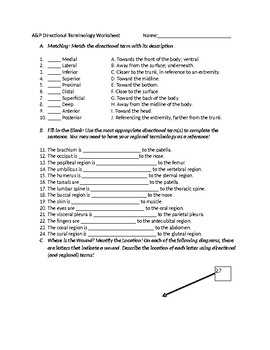 Directional Terms Worksheet Anatomy And Physiology