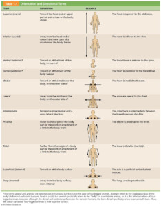 Directional Terms Worksheet Anatomy And Physiology