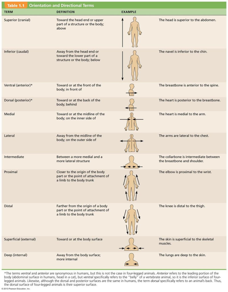 Directional Terms Worksheet Anatomy And Physiology