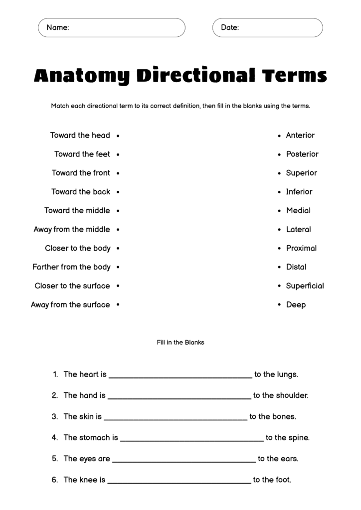 Directional Terms Worksheet Anatomy And Physiology Answers Printable 