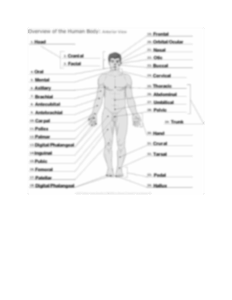 Directional Terms Worksheets Anatomy And Physiology Answers Printable