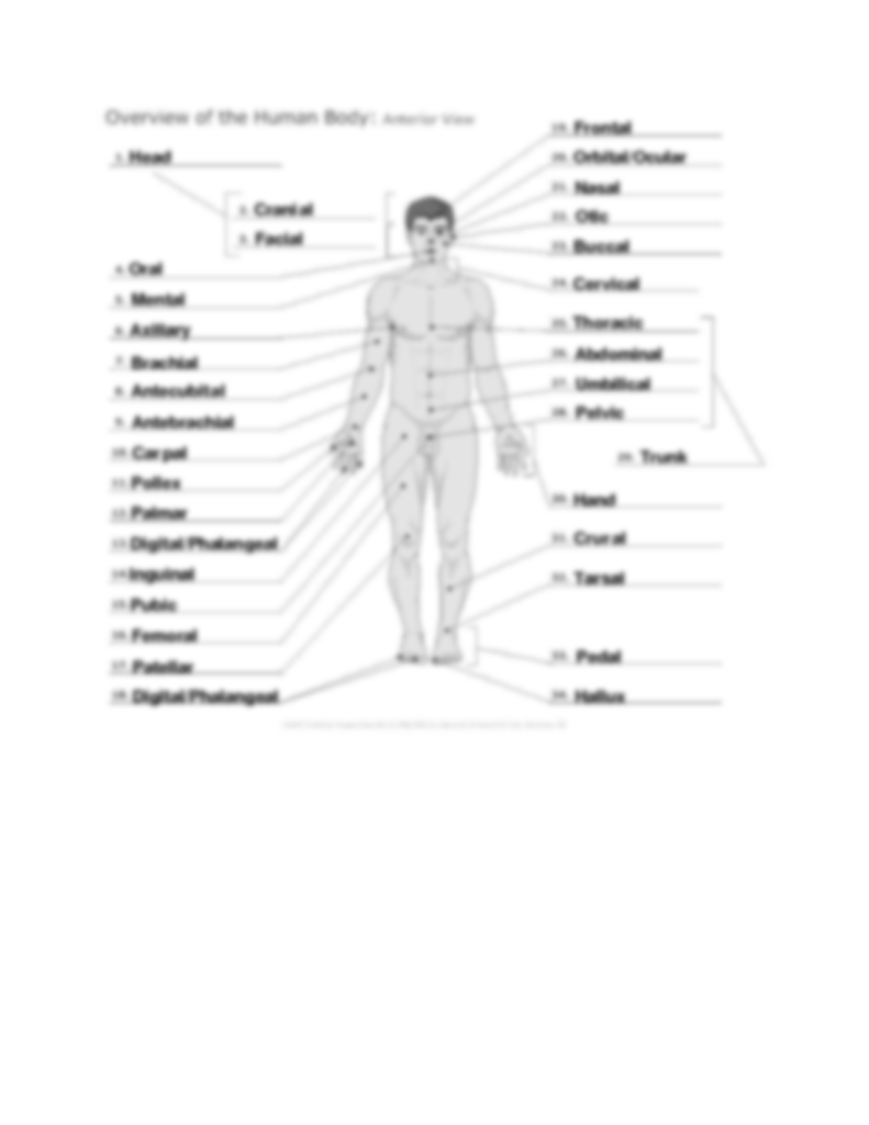 Directional Terms Worksheets Anatomy And Physiology Answers Printable 