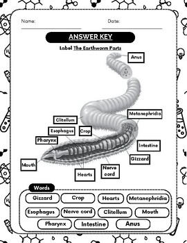 Discovering Earthworm Anatomy Educational Diagram And Labeling Worksheet