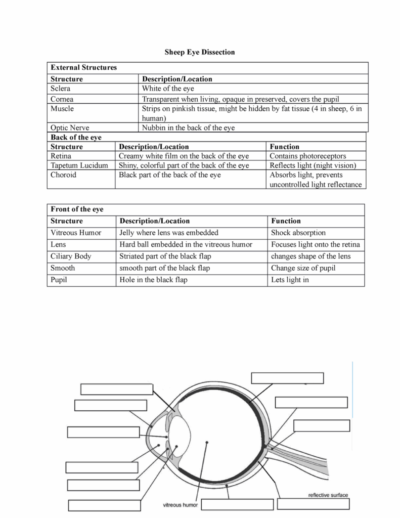 DISSECTING A COWS EYE Worksheets Library