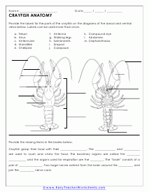 Dissection Of Crayfish Worksheets
