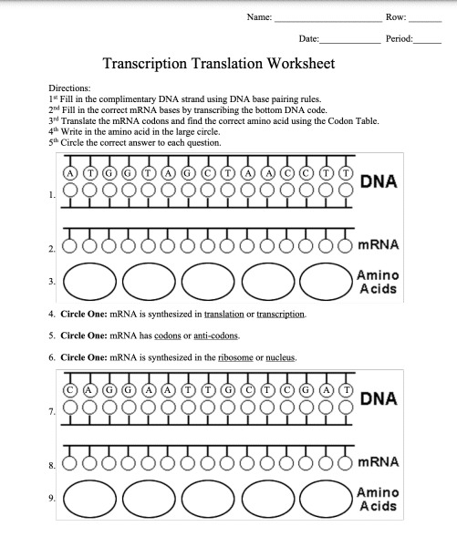 Dna And Replication Worksheet Dna Replication Transcription And 