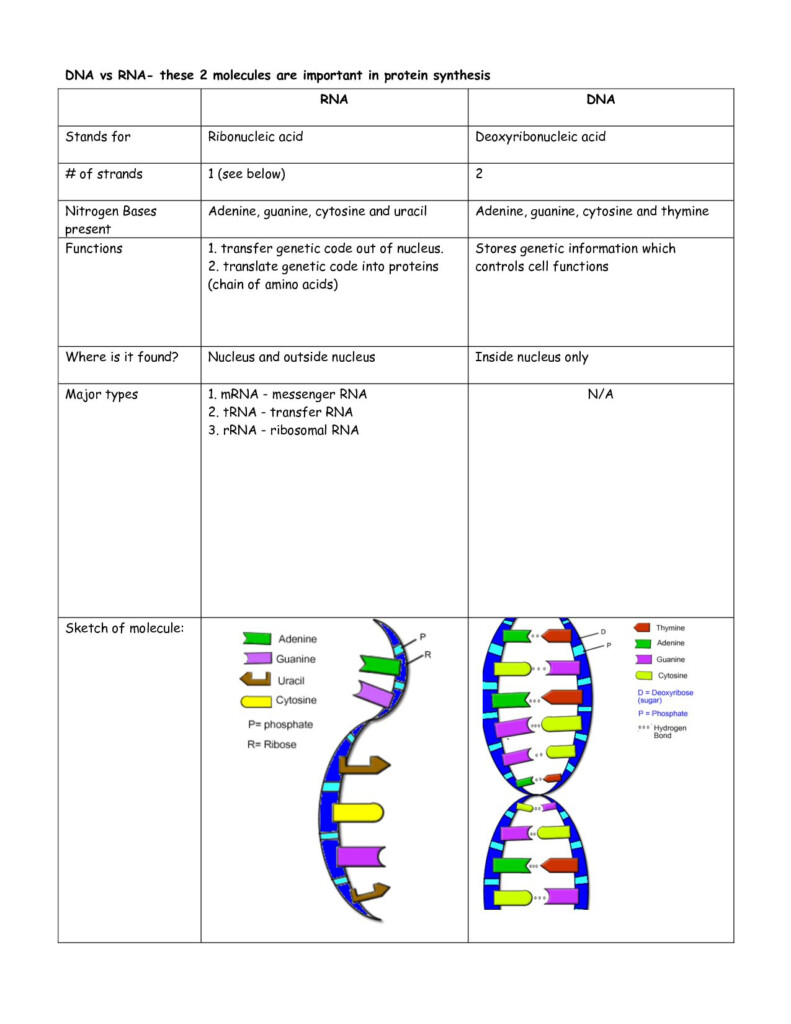 Dna And Rna Activity Worksheet
