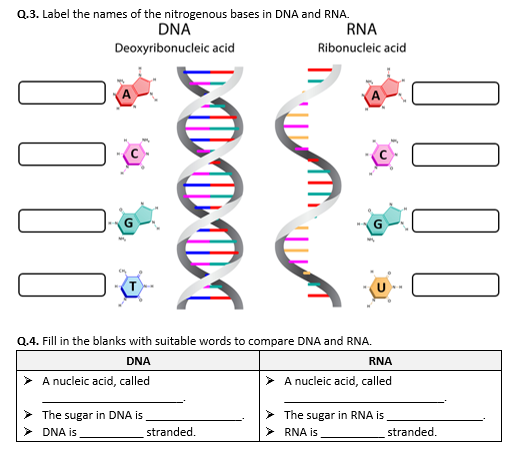 DNA And RNA Worksheet Distance Learning Teaching Resources
