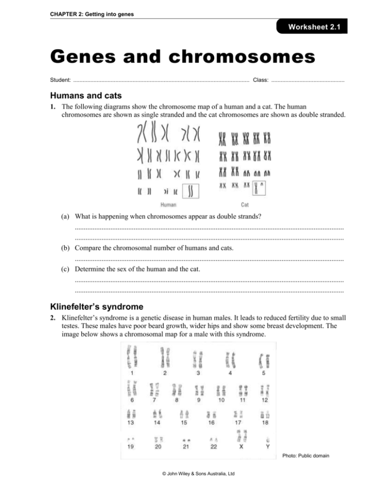 Dna Chromosomes Genes And Traits Worksheet