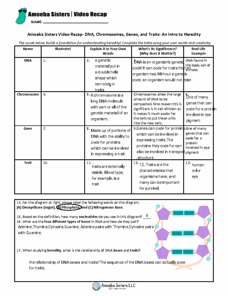 Dna Chromosomes Genes And Traits Worksheet
