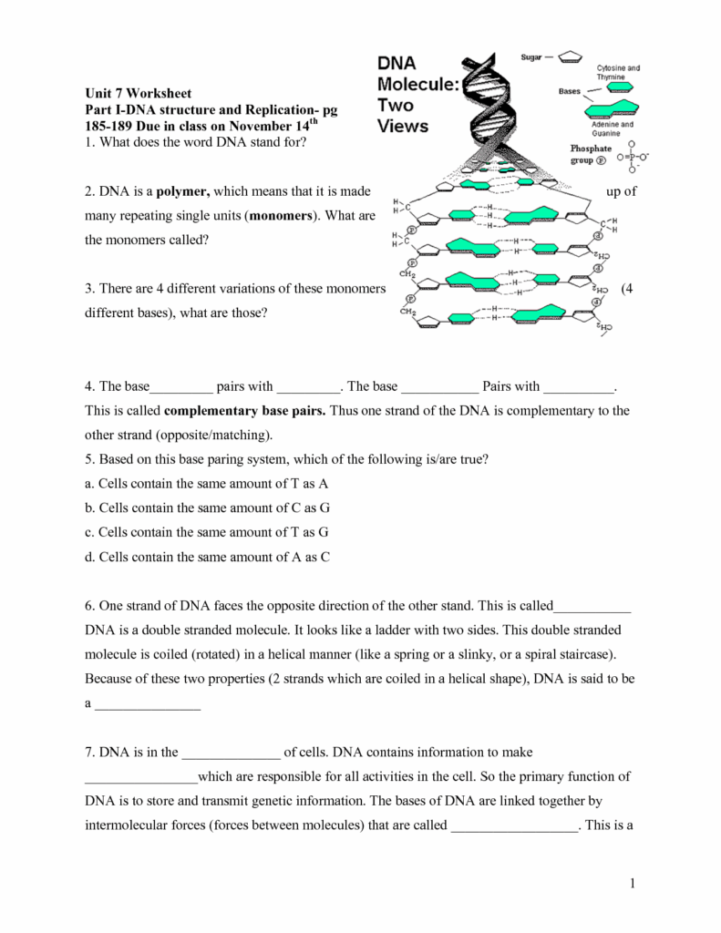 Dna Practice Worksheets 1 Answer Key