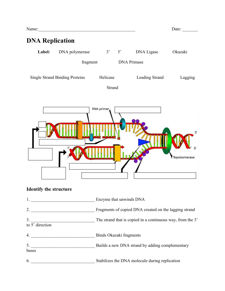 Dna Replication Diagram Worksheet Printable And Enjoyable Learning