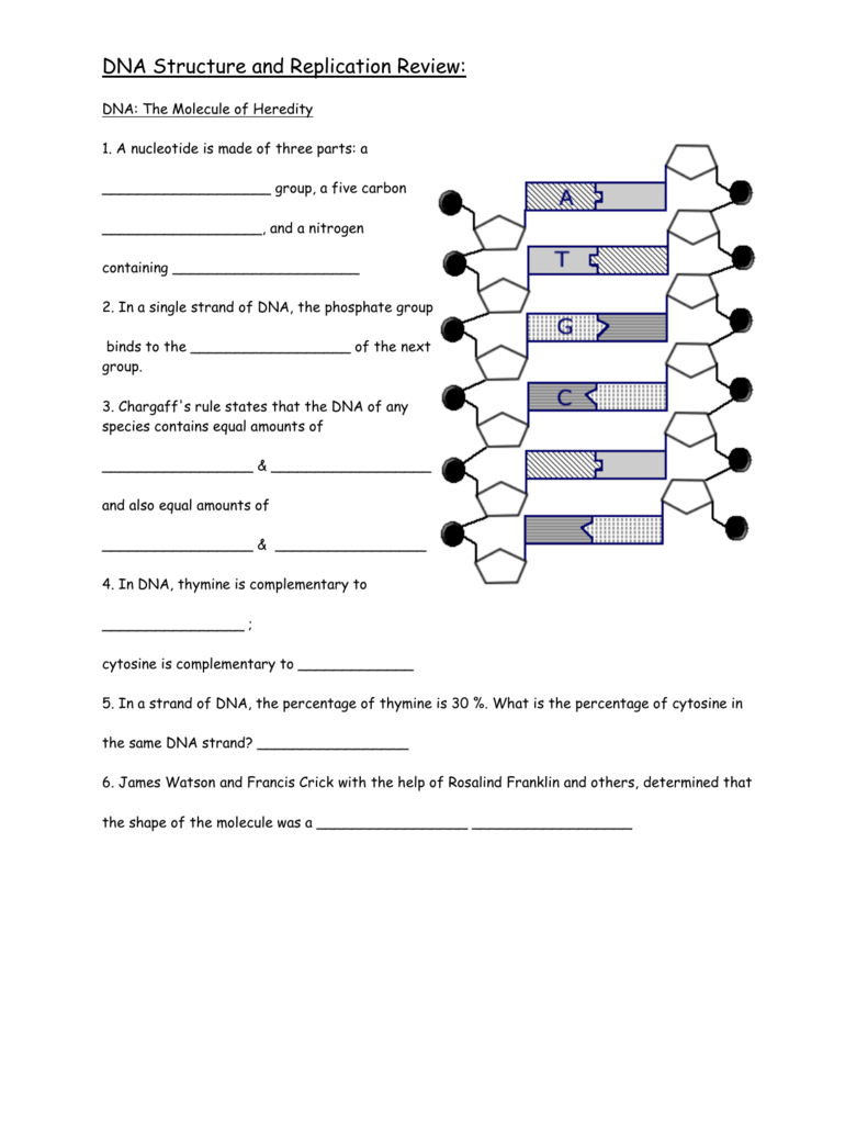 Dna Replication Practice Worksheets Answers Key