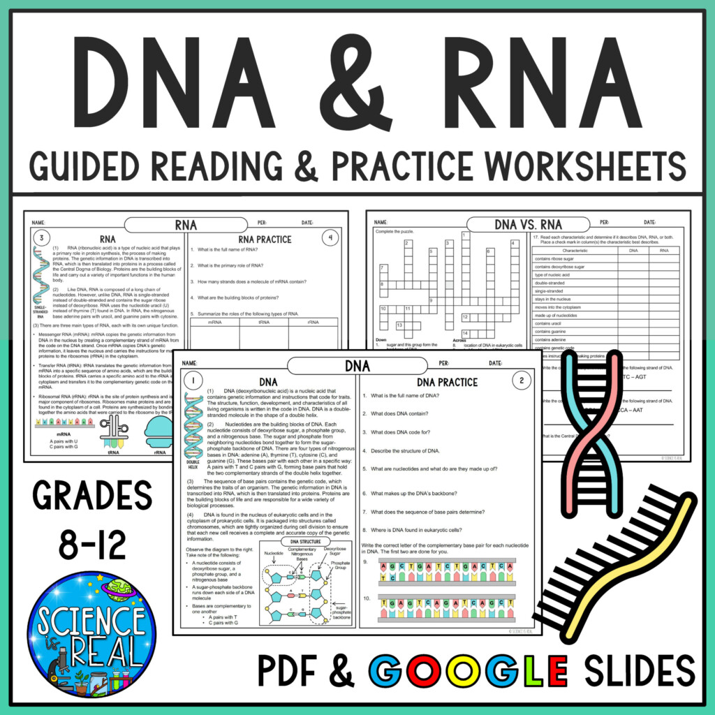 DNA RNA And Proteins Worksheet For 9th 12th Grade Lesson Planet 