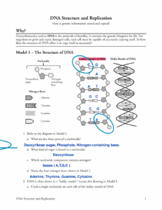 Dna Structure And Replication Worksheet Printable PDF Template