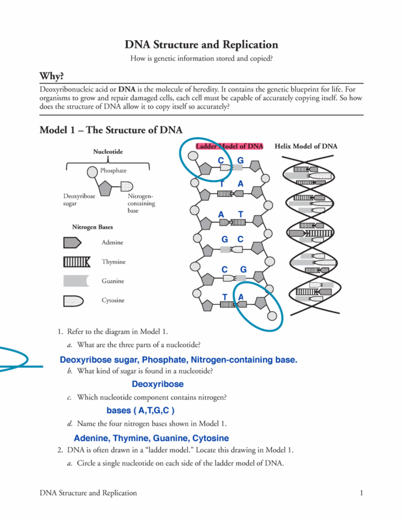 Dna Structure And Replication Worksheet Printable PDF Template