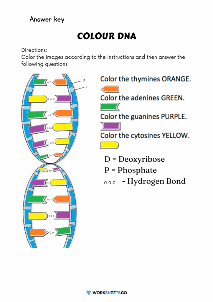 Dna Structure Diagram Worksheet