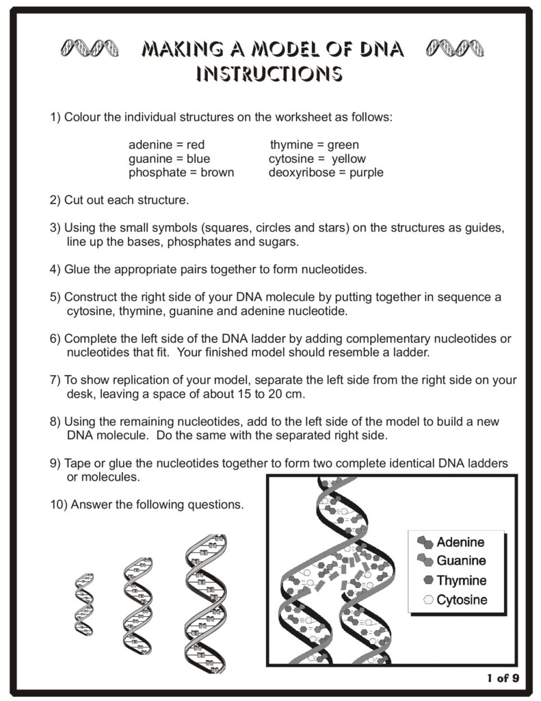 Dna Structure Worksheet Answer Key English Worksheet