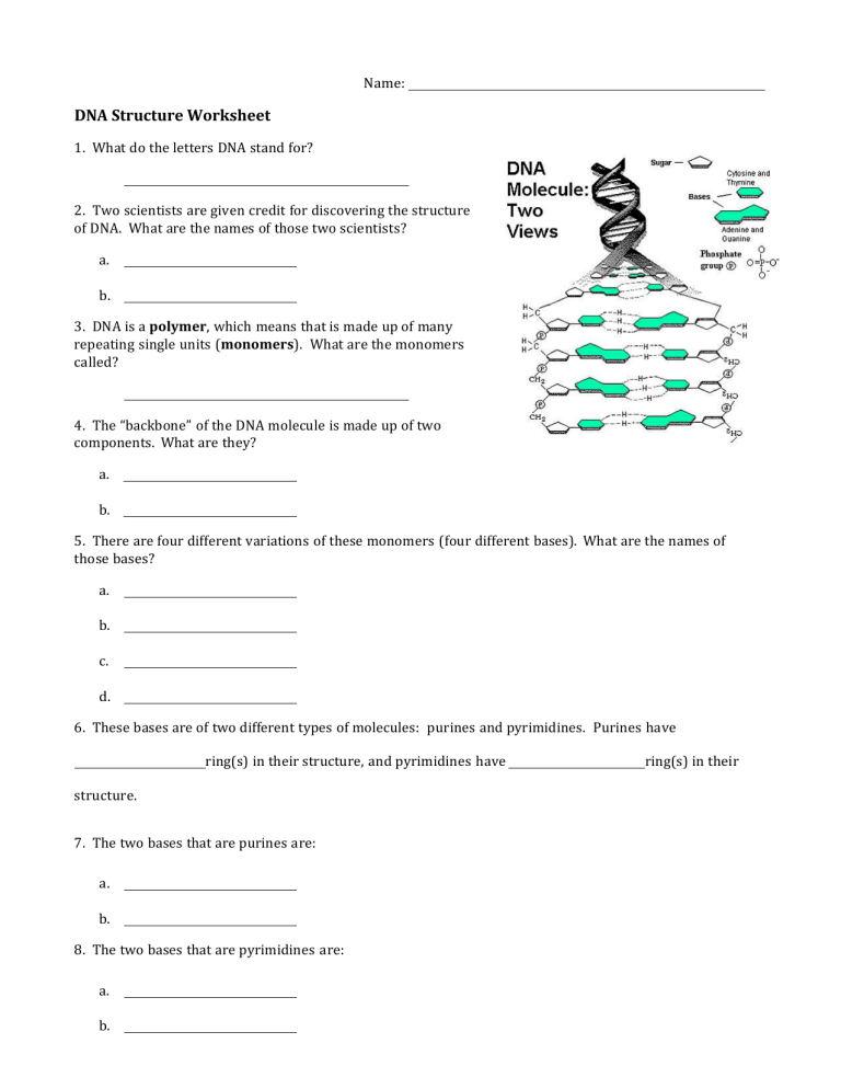DNA Structure Worksheet Bases Pairing And Scientists