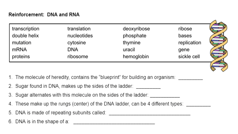 DNA The Biology Corner Worksheets Library