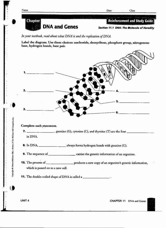 Dna The Genetic Material Worksheet