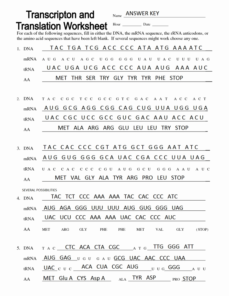 Dna Transcription Translation Worksheet Answers
