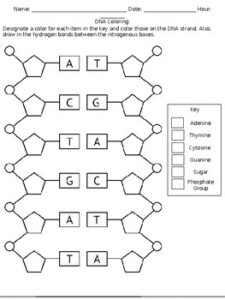 Dna Worksheet For Kids