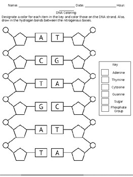 Dna Worksheet For Kids