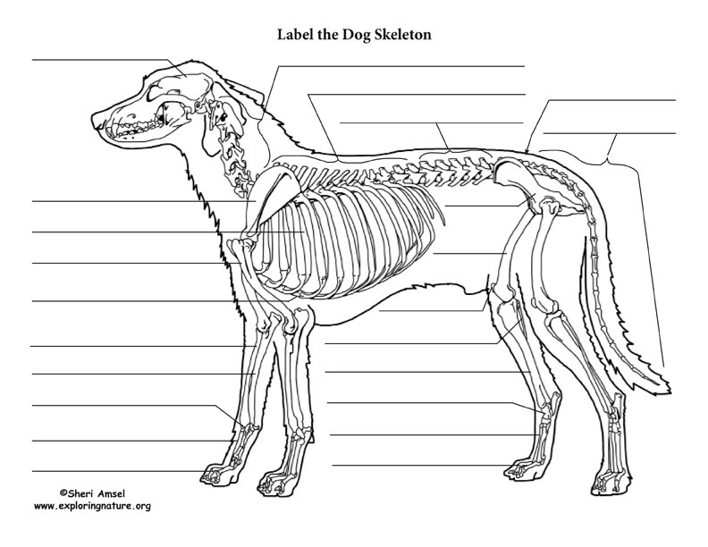 Dog Anatomy Diagram And Labeling Skeleton Thoracic And Abdominal Organs