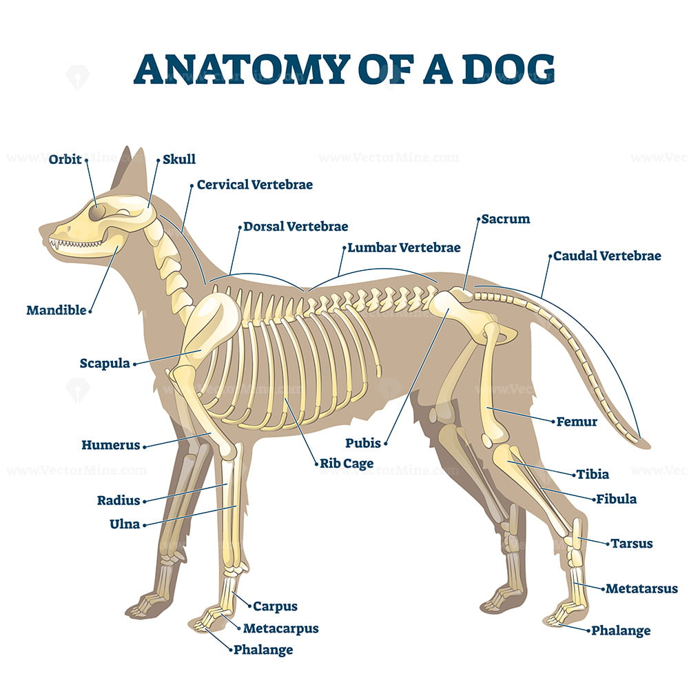 Dog Anatomy Diagram Organs At Vanchandlerblog Blog