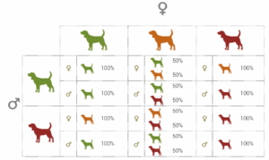 Dog Genetics Introduction To Modes Of Inheritance AnimaLabs