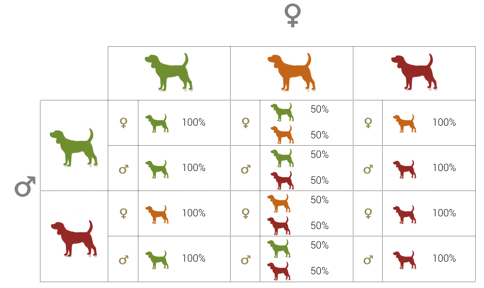Dog Genetics Introduction To Modes Of Inheritance AnimaLabs 