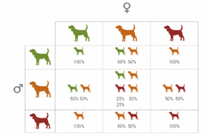 Dog Genetics Introduction To Modes Of Inheritance AnimaLabs
