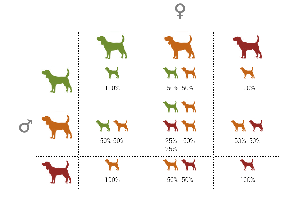 Dog Genetics Introduction To Modes Of Inheritance AnimaLabs