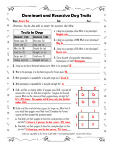 Dominant And Recessive Traits In Dogs Genetics Worksheet By Elly Thorsen