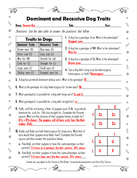 Dominant And Recessive Traits In Dogs Genetics Worksheet By Elly Thorsen