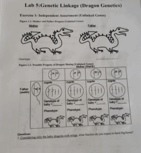 Dragon Genetics Answer Key