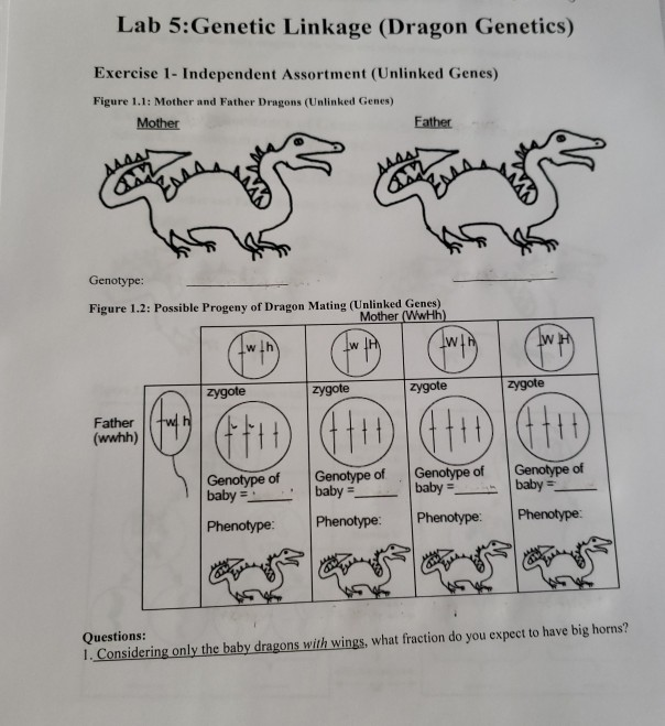 Dragon Genetics Answer Key