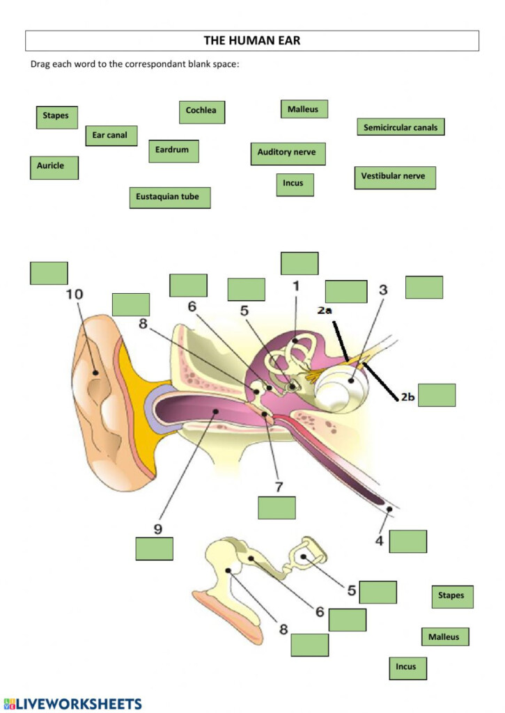 Ear Anatomy Activity Worksheet Answers Anatomy Worksheets