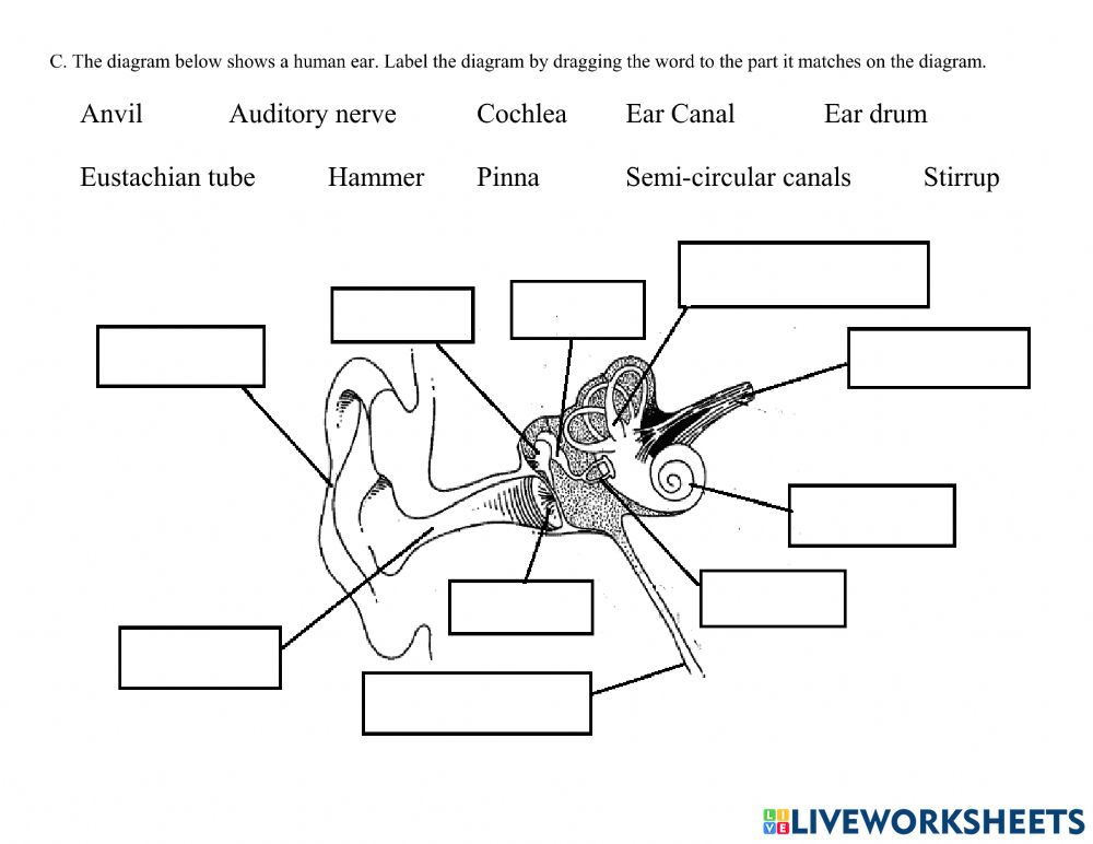 Ear Anatomy Worksheet Anatomy Worksheets