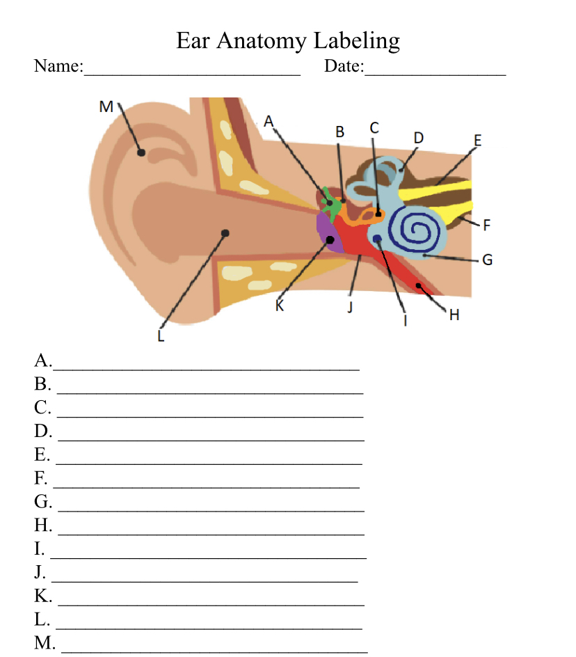 Ear Anatomy Worksheet Quiz Test Classful
