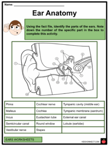 Ear Anatomy Worksheets