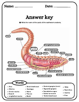 Earthworm Anatomy Earthworm Labeling Worksheets Definition Coloring 